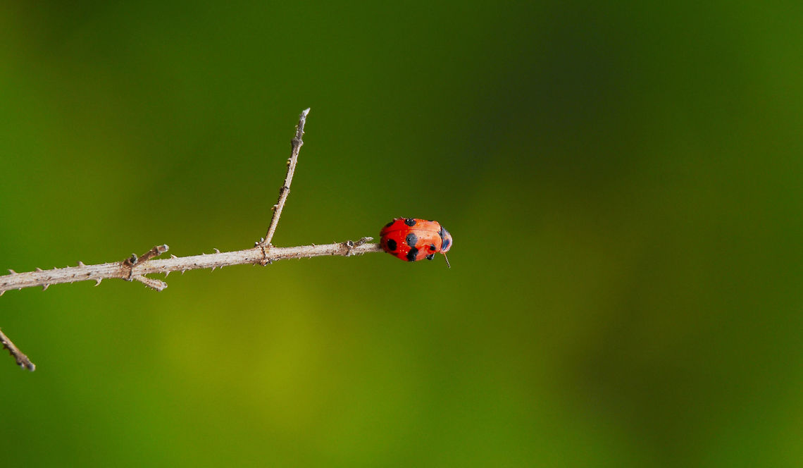 Red beetle Red beetle Geotagged,India,red beetles