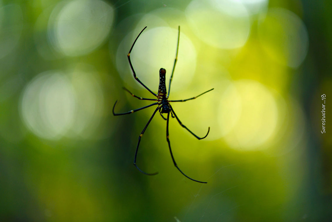 Giant Wood Spider Giant Wood Spider<br />
Nikon d750<br />
macro<br />
mini forest Geotagged,India,gaint Spider