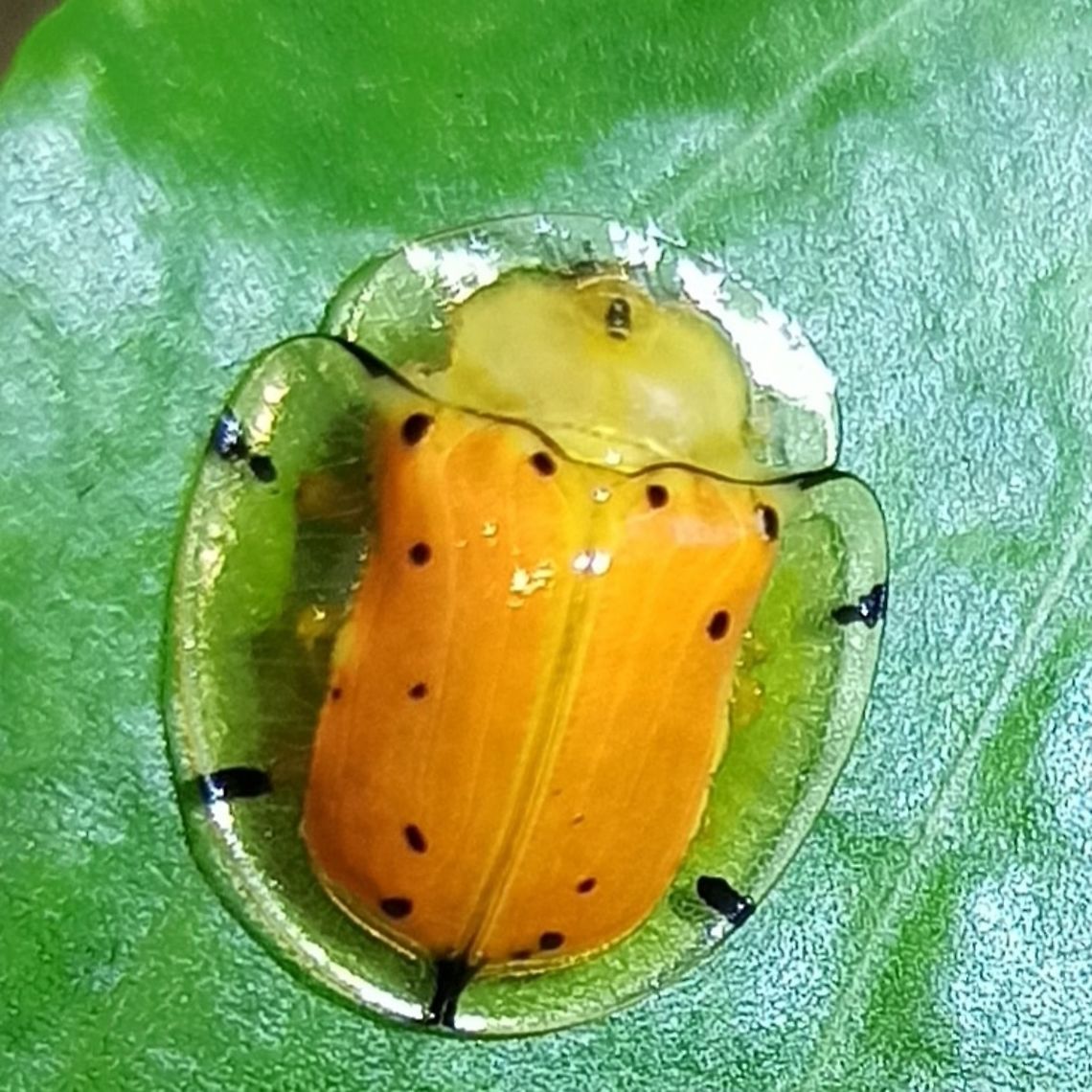 Cassidinae Found in Bangalore Cassidinae,Geotagged,India