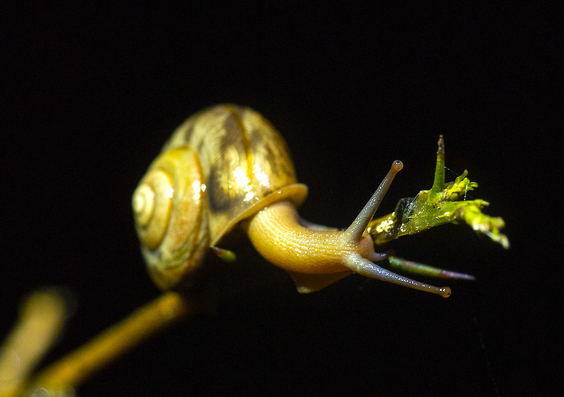 Snail Snail Cepaea nemoralis,Geotagged,Grove snail,India,Snail,Summer