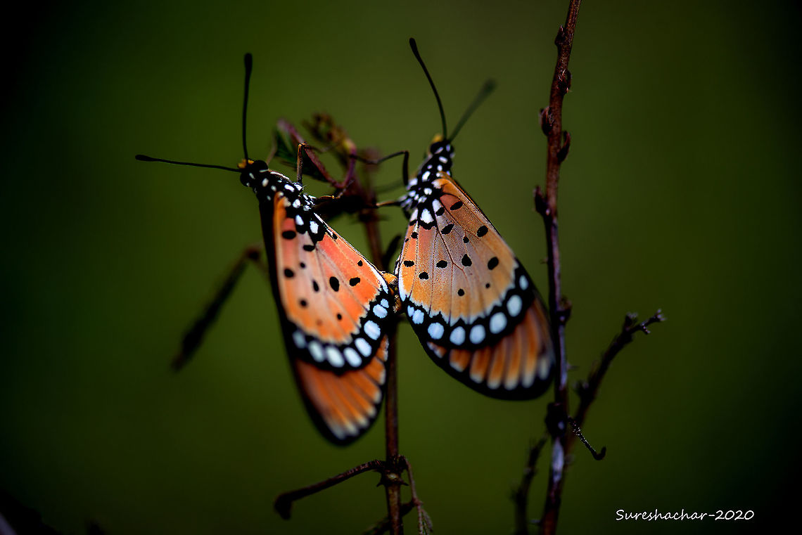butterfly-mating Mating Acraea terpsicore,Butterfly,Tawny coster,insect