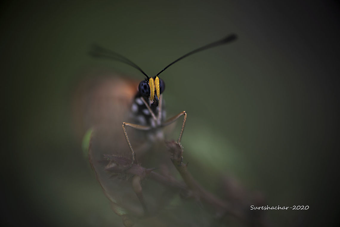 butterfly-potorate  Butterfly,Geotagged,Monarch Butterfly,Summer,beetle,flying insects