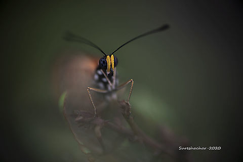 butterfly-potorate  Butterfly,Geotagged,Monarch Butterfly,Summer,beetle,flying insects