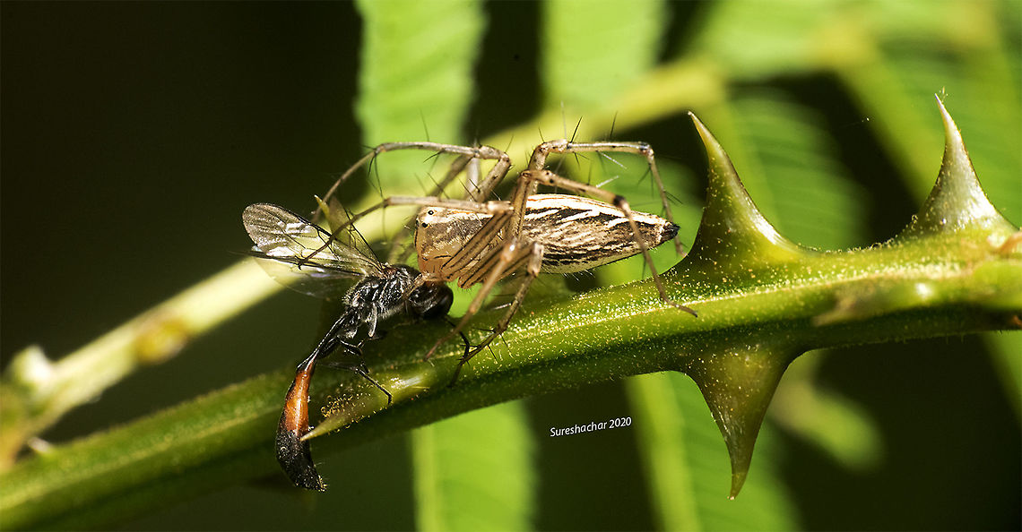 Lynx spider Lynx spider is a family of araneomorph spiders Geotagged,India,Spring