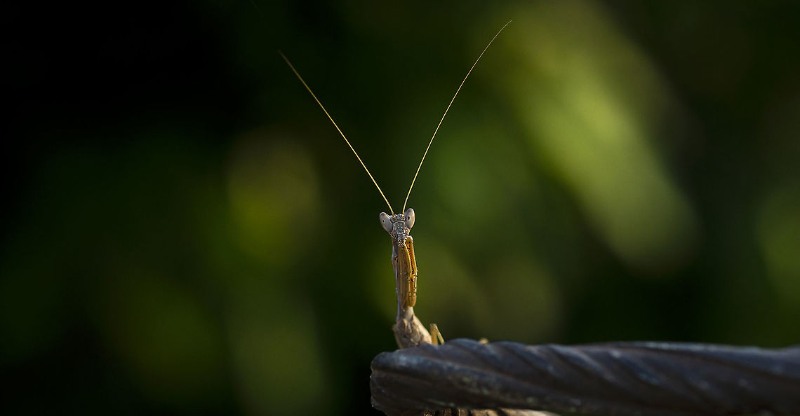 Mantis Just during the golden hours Macro,Mantis,praying mantis