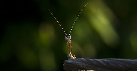 Mantis Just during the golden hours Macro,Mantis,praying mantis