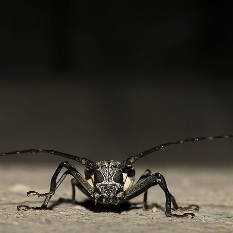 LONG HORN BEETLE On a rainy evening, it appeared from no where into our small premises, we all shocked to see such a big beetle... Beetles,Black-spotted longhorn beetle,Long Horn Beetle,Macro,Rhagium mordax,beetle,macro photography