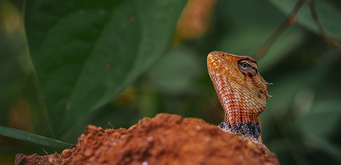 GARDEN LIZARD unique textures on the body and dare looking of eyes, attracted me to capture him Calotes versicolor,Macro,Oriental Garden Lizard,macro photography