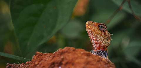 GARDEN LIZARD unique textures on the body and dare looking of eyes, attracted me to capture him Calotes versicolor,Macro,Oriental Garden Lizard,macro photography