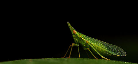 Plant Hopper A tiny beautiful plant hopper appeared on the green leaf after heavy rains  Macro,planthopper
