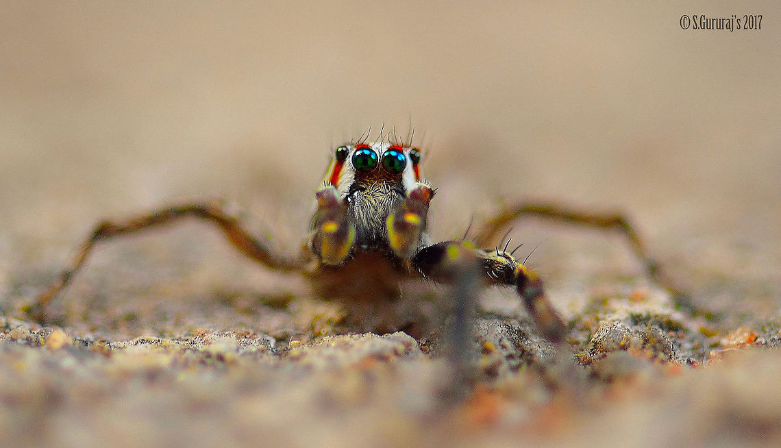 SPIDER curious eyes Geotagged,India,Macro,Maratus volans,Nikon,Nikond3200,Spider,Spring,Web designer,macro photography