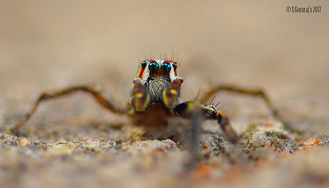 SPIDER curious eyes Geotagged,India,Macro,Maratus volans,Nikon,Nikond3200,Spider,Spring,Web designer,macro photography