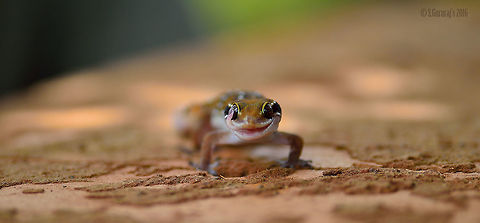 Gekko unique attitude Geotagged,Hemidactylus triedrus,India,Macro,Monsoon,Nikon,Spring,Termite hill gecko,macro photography