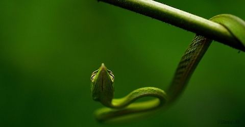 Green Vine During Monsoon, its very beautiful to watch its movements Ahaetulla nasuta,Geotagged,Green Vine,Green vine snake or Long-nosed whip snake,India,Macro,Macro photography,Nikond3200,Spring