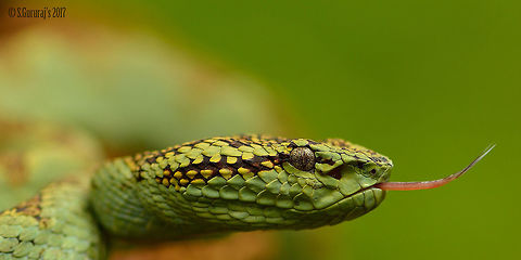 Malabar Pit Viper Hssssssssssssssssssssssssssss Geotagged,India,Macro,Malabar pit viper,Monsoon,Nikond3200,Trimeresurus malabaricus,macro photography