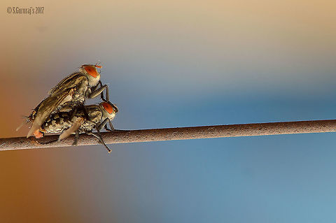 House fly - Mating - for future generation It took a separate initiative to capture this... Autumn house fly,Geotagged,Housefly,India,Musca autumnalis,Nikond3200,macro,macro photography,nikon