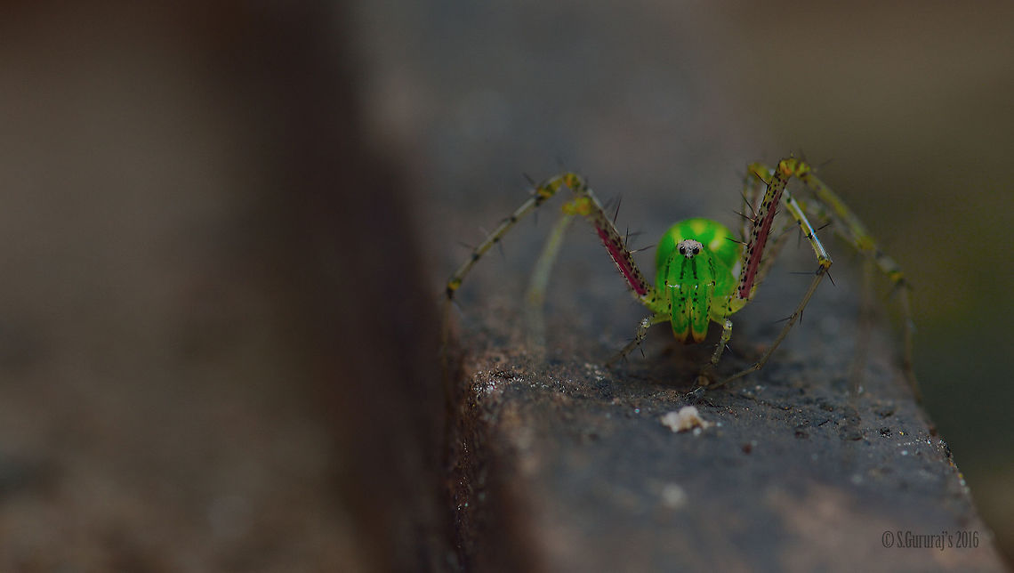 Spider Watching you... Geotagged,India,Nikond3200