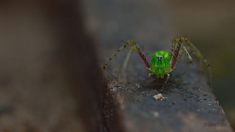 Spider Watching you... Geotagged,India,Nikond3200