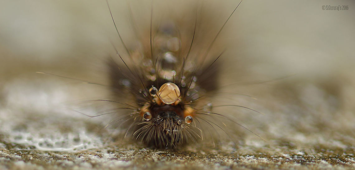 caterpillar Water drops on head during rainy season Fall,Geotagged,India