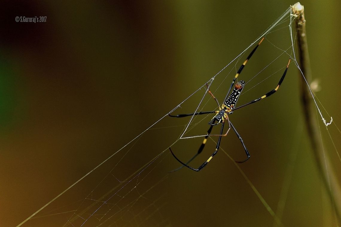 Giant Wood Spider Quietly waiting for its prey Nephila pilipes,Northern Golden Orb Weaver,giant wood spider,macro photography,spiders