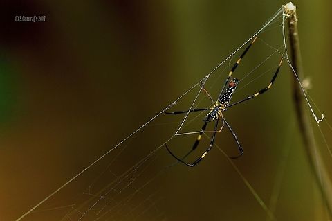 Giant Wood Spider Quietly waiting for its prey Nephila pilipes,Northern Golden Orb Weaver,giant wood spider,macro photography,spiders