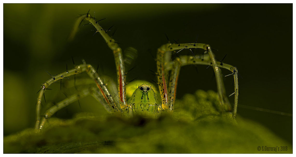 Lynx Spider It always gives immense satisfaction when i got the beautiful spiders with eyes.... Geotagged,Green lynx spider,India,Karnataka,Peucetia viridans,Spring,rainy season