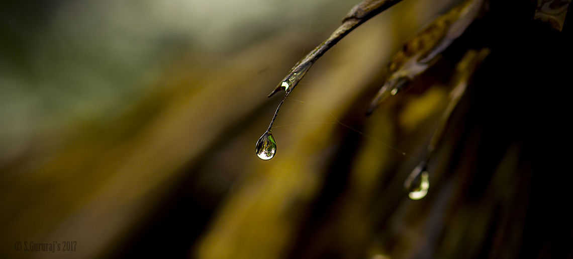 Rain Drop During Monsoon, even a tiny rain drop makes a challenging subject to capture.... India,Karnataka,Western ghats,monsoon