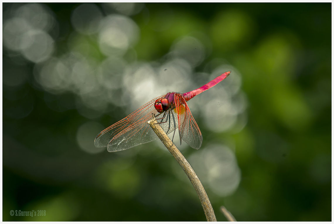 Dragon Fly Always Monsoon season gives life to all Crimson Marsh Glider,Dragon Fly,Trithemis aurora,macro photography,macros