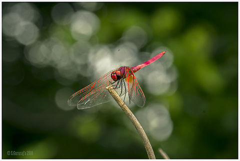 Dragon Fly Always Monsoon season gives life to all Crimson Marsh Glider,Dragon Fly,Trithemis aurora,macro photography,macros