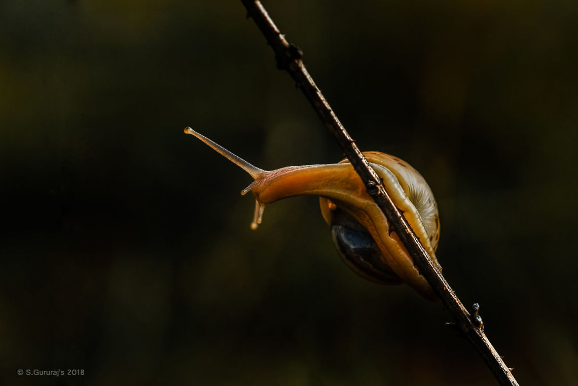 Snail During a complete fog day, it took just a few minutes when sun raised, and this colour observed in the back light...<br />
The Magic of Back Light.... Geotagged,India,Snail walk,macro photography