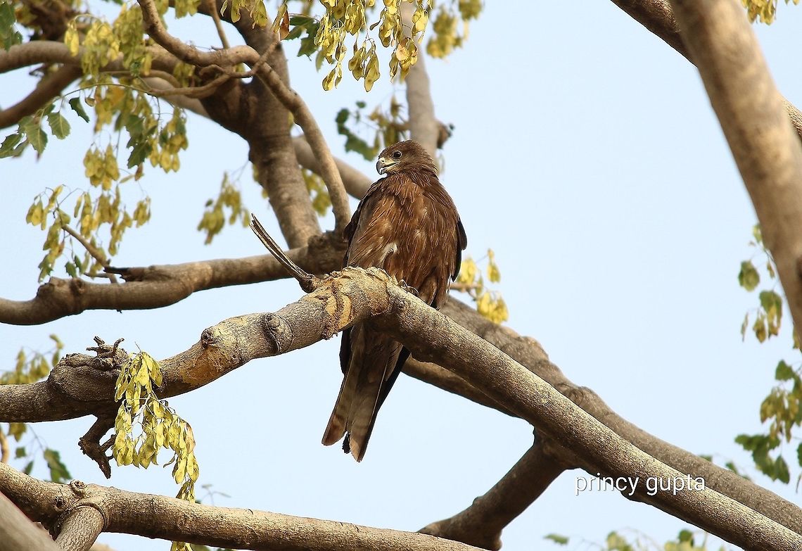 Bird moment That was a great time for me because I love photography and i clicked lots of photos.. Canon,India,bird,canon1300d,canonphotography