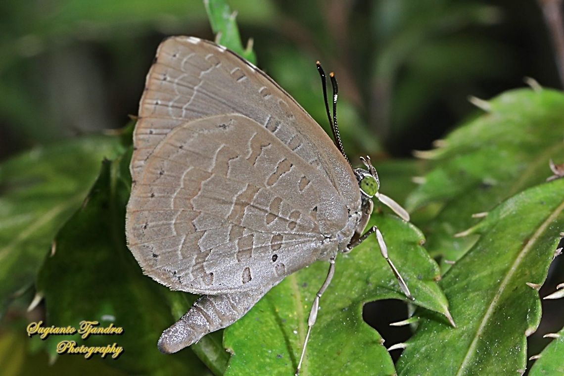 Bigg's Brownie Butterfly (Miletus biggsii biggsii)  Biggs brownie,Geotagged,Indonesia,Miletus biggsii,Winter