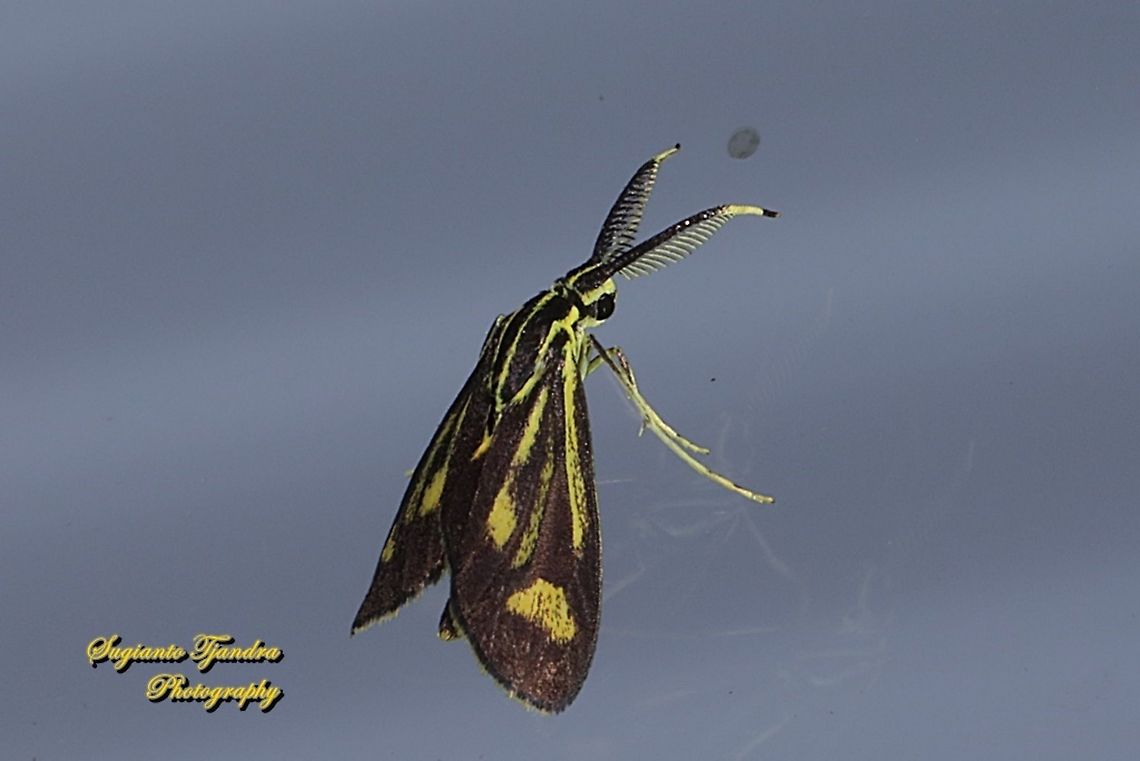 Artona Moth, family Zygaenidae  Geotagged,Indonesia,Winter