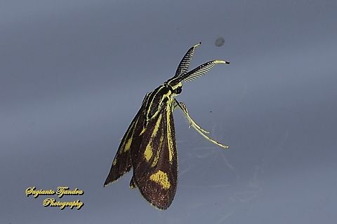 Artona Moth, family Zygaenidae  Geotagged,Indonesia,Winter