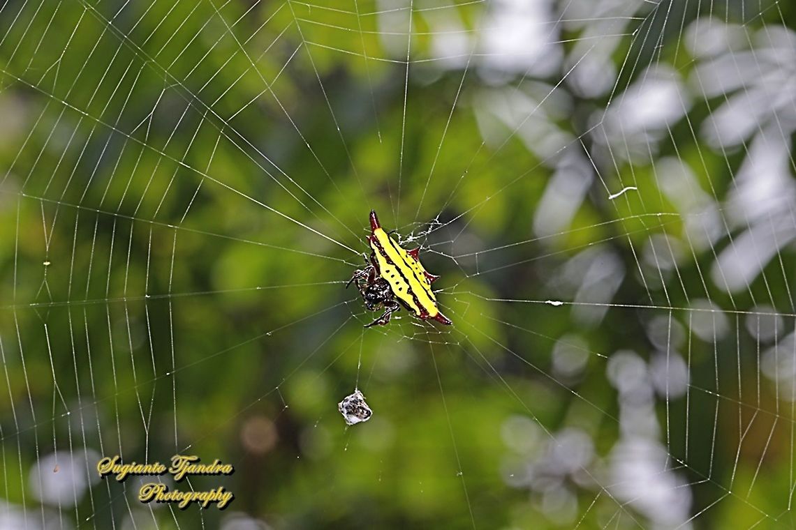Doria's Spiny Spider, Gasteracantha doriae w/prey  Gasteracantha doriae,Geotagged,Indonesia,Winter