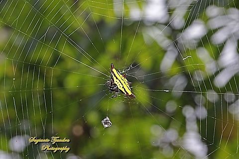 Doria's Spiny Spider, Gasteracantha doriae w/prey  Gasteracantha doriae,Geotagged,Indonesia,Winter