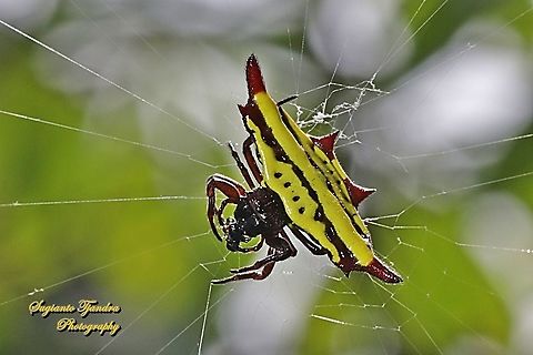 Doria's Spiny Spider, Gasteracantha doriae w/prey  Gasteracantha doriae,Geotagged,Indonesia,Winter