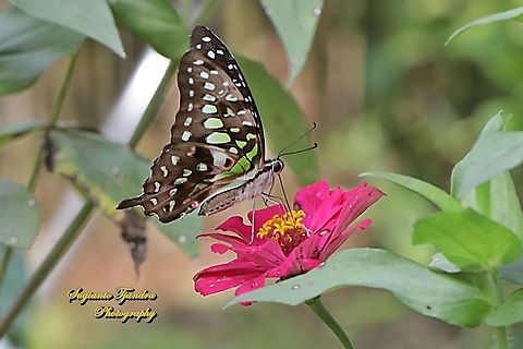 The Tailed Jay Butterfly, Graphium agamemnon - "sucking nectar on the Zinnia flower"  Geotagged,Graphium agamemnon,Indonesia,Tailed Jay,Winter