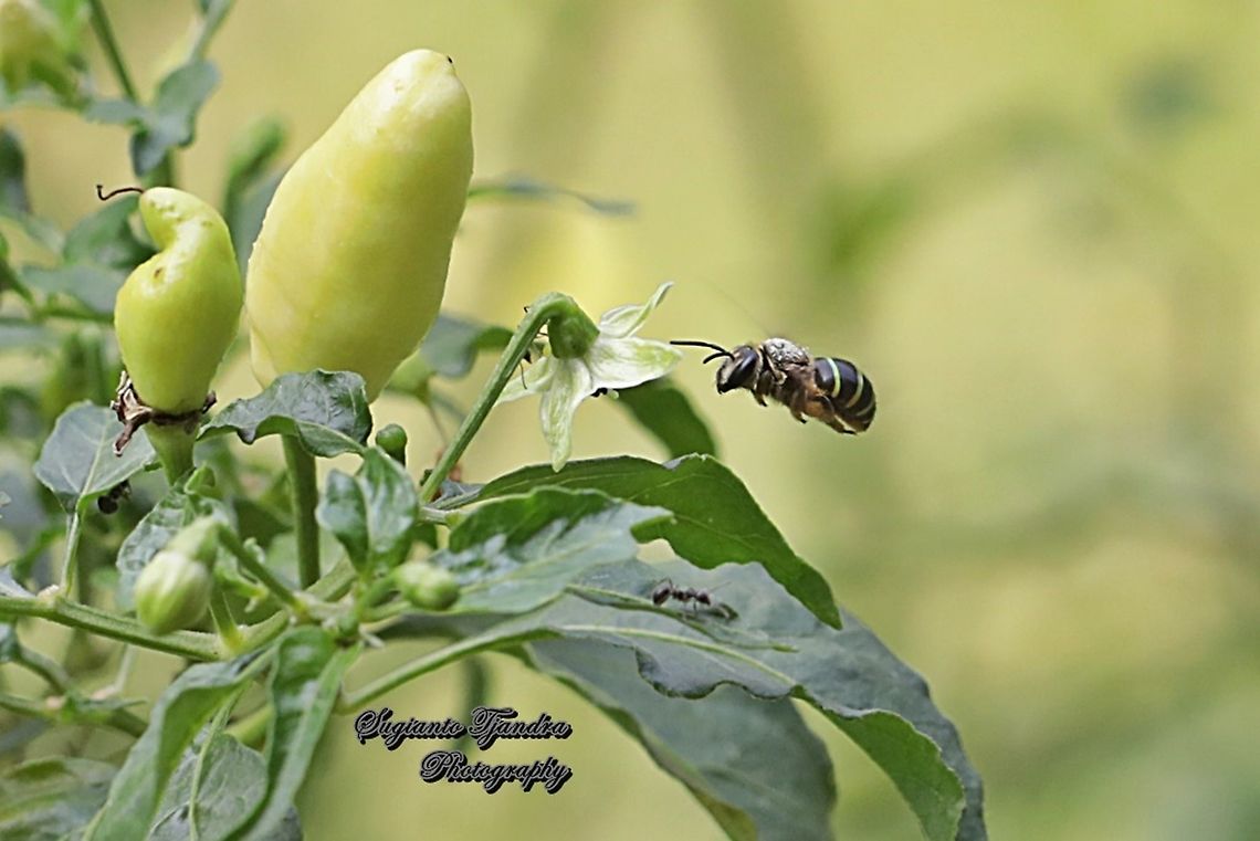 Nomia Bee, Nomia Sp, family Halictidae  Geotagged,Indonesia,Winter
