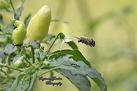 Nomia Bee, Nomia Sp, family Halictidae  Geotagged,Indonesia,Winter