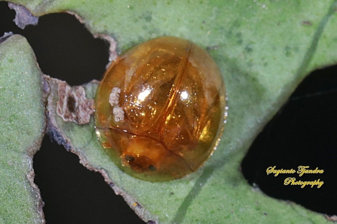 Golden tortoise beetle, Chrysomelidae  Geotagged,Indonesia,Winter