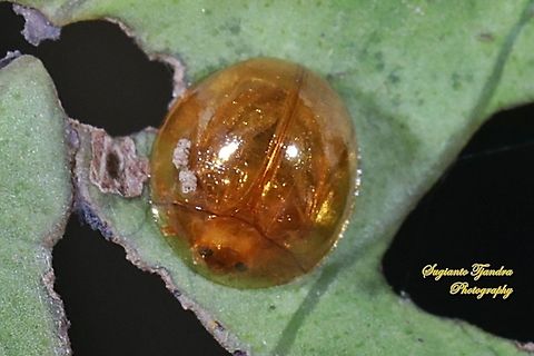 Golden tortoise beetle, Chrysomelidae  Geotagged,Indonesia,Winter