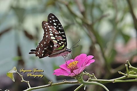 The Tailed Jay Butterfly, Graphium agamemnon - "sucking nectar on the Zinnia flower"  Geotagged,Graphium agamemnon,Indonesia,Tailed Jay,Winter
