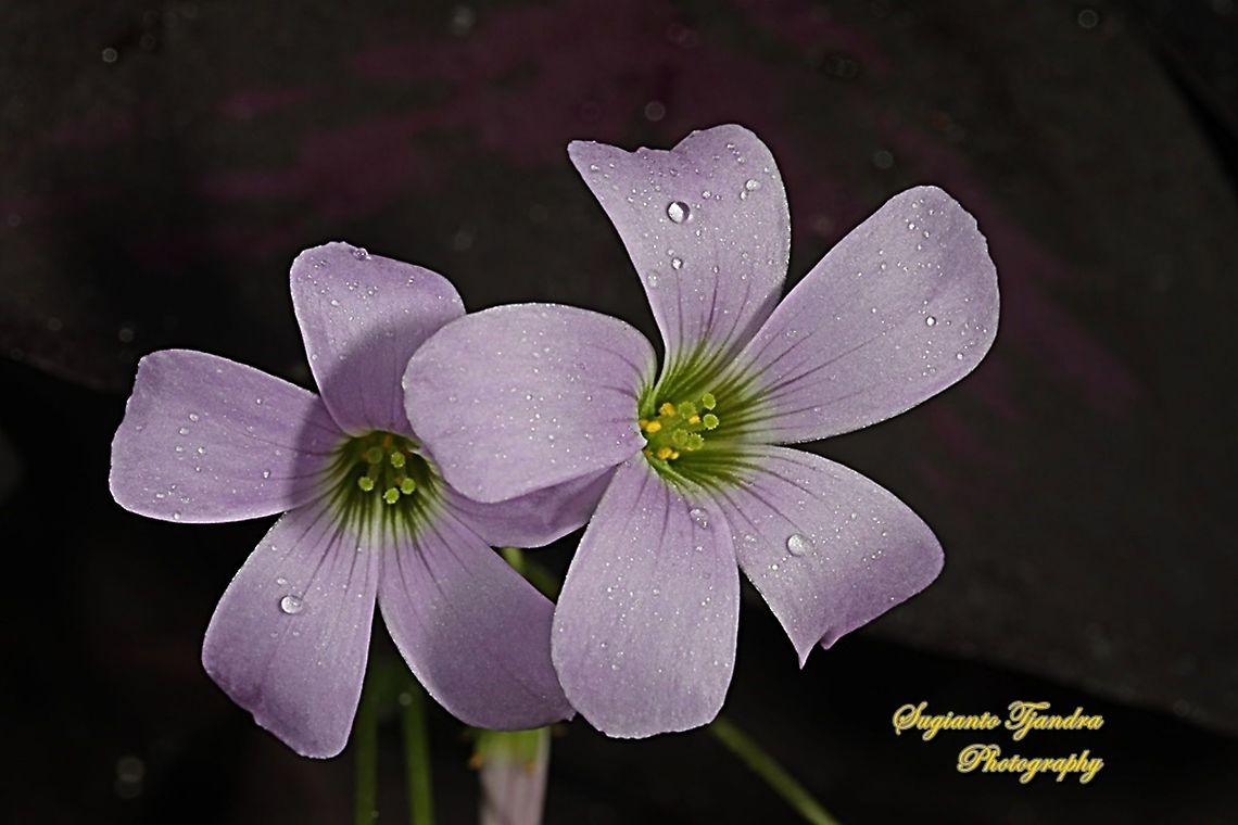 Love Plant flower/Purple Passion, Oxalis triangularis  False Shamrock,Geotagged,Indonesia,Oxalis triangularis,Winter