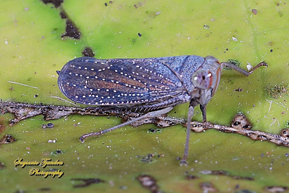 Leafhopper, Cicadellidae Sp.  Geotagged,Indonesia,Winter