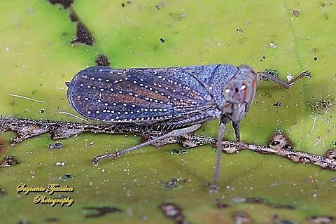 Leafhopper, Cicadellidae Sp.  Geotagged,Indonesia,Winter
