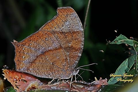 Dark Evening Brown, Melanitis phedima  Dark evening brown,Geotagged,Indonesia,Melanitis phedima,Winter