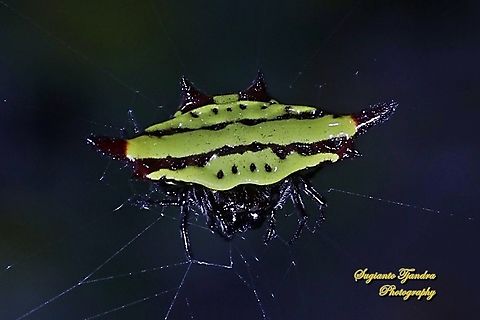 Doria's Spiny Spider, Gasteracantha doriae  Gasteracantha doriae,Geotagged,Indonesia,Winter