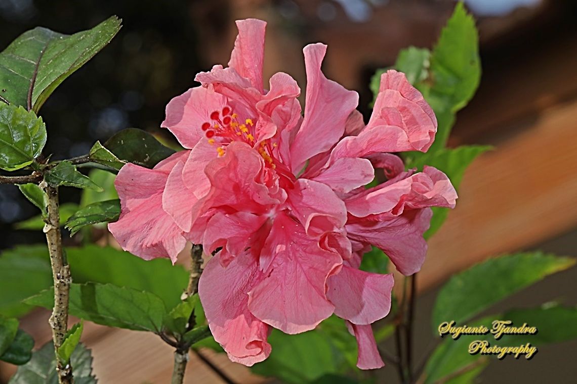 Pink Hibiscus flower/Kembang Sepatu, Hibiscus rosa-sinensis  Chinese hibiscus,Geotagged,Hibiscus rosa-sinensis,Indonesia,Winter