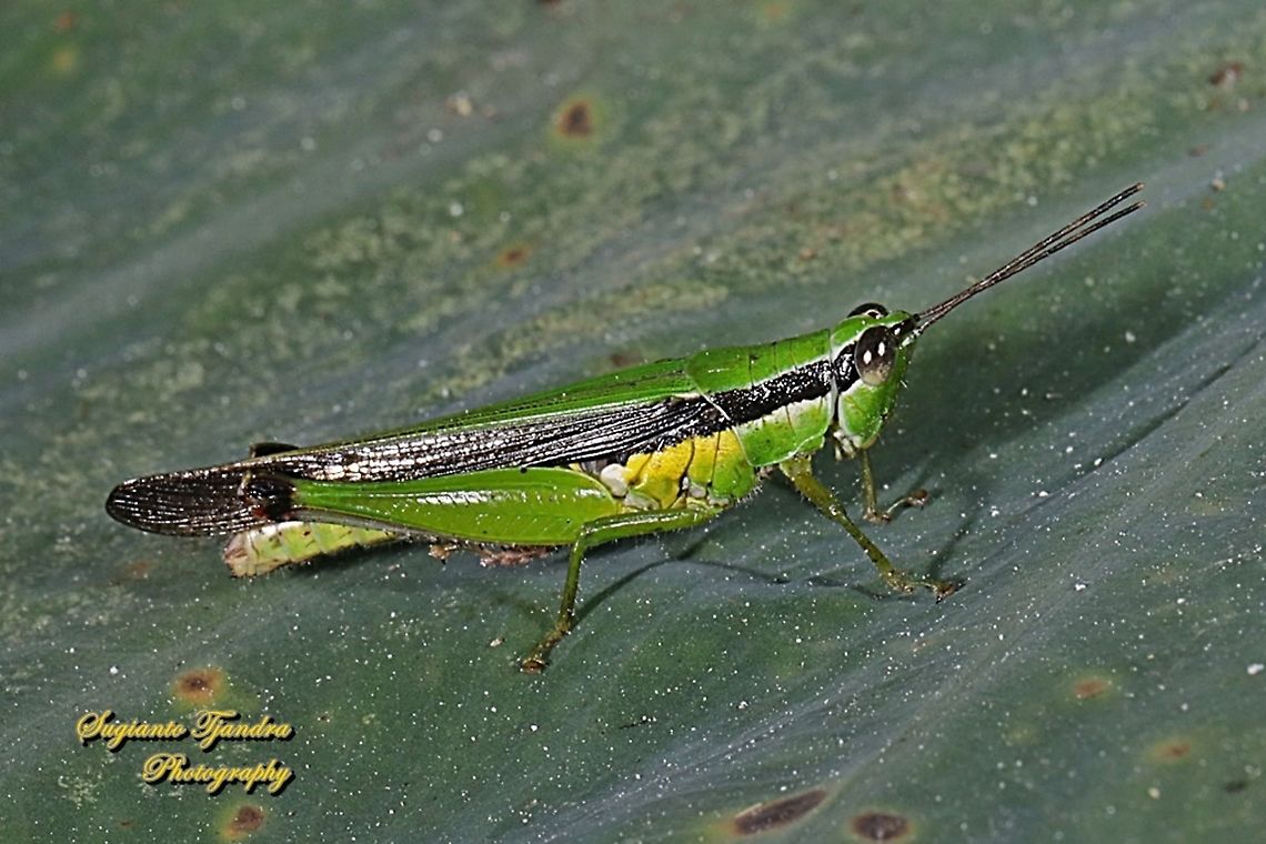 Grasshopper, Oxya chinensis  Geotagged,Indonesia,Winter